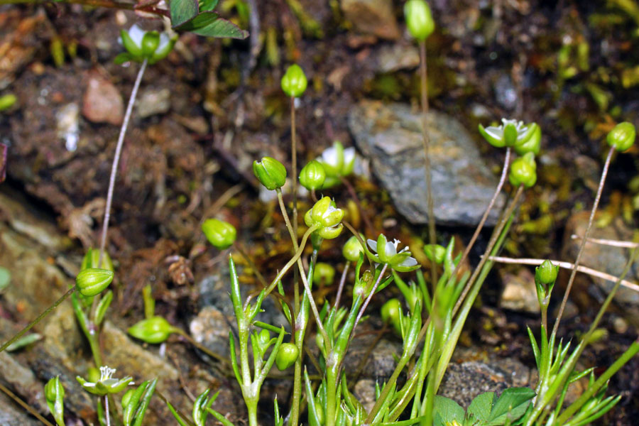 Caryophillacea da identificare - Sagina cfr. subulata